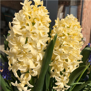 Hyacinth 'City Of Harlem'. Loose Bulbs